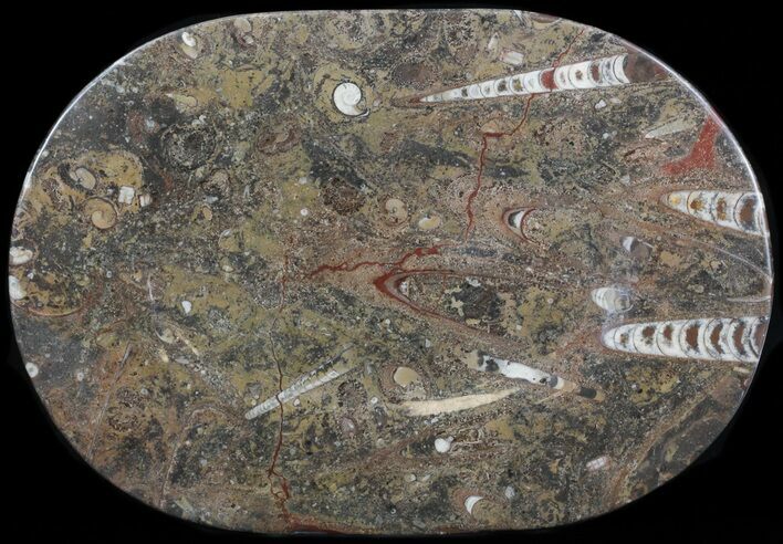 -/ Fossil Orthoceras & Goniatite Plate - Stoneware #40539